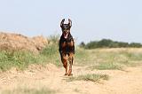 DOBERMANN 575